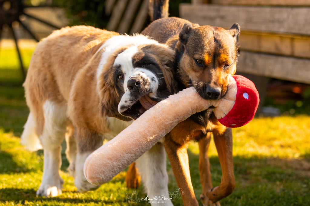 Saint-bernard et chien berger se disputant le long champignon