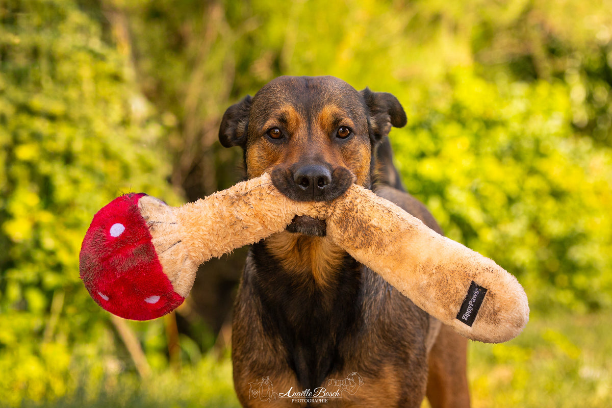 Chien marron portant le champignon géant dans la verdure