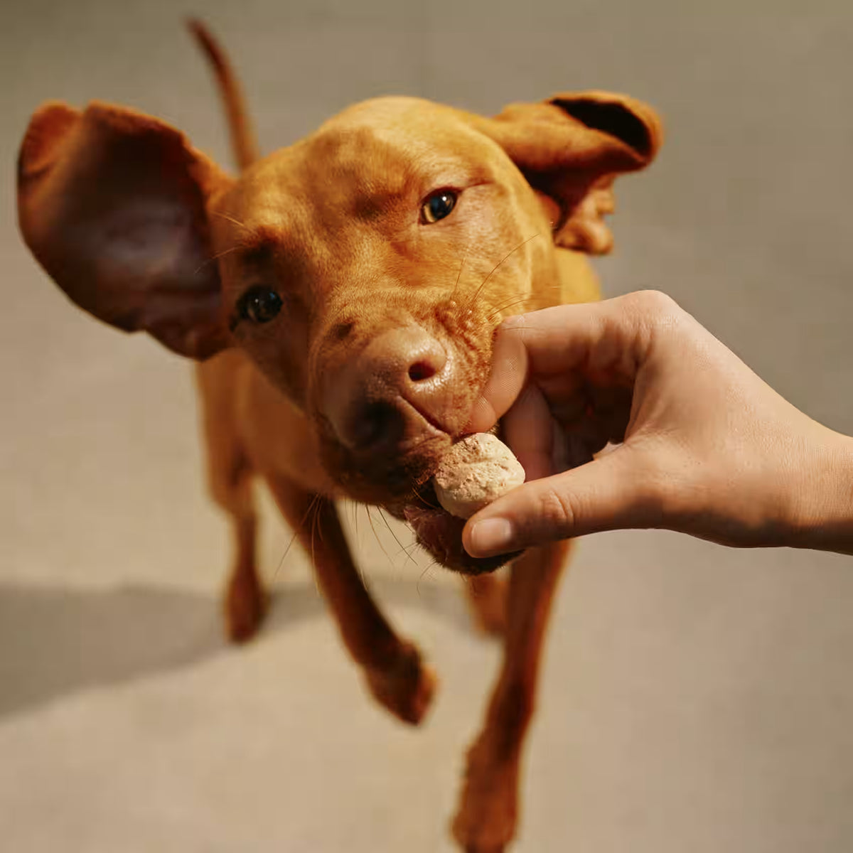Chien roux qui attrape une friandise dans une main