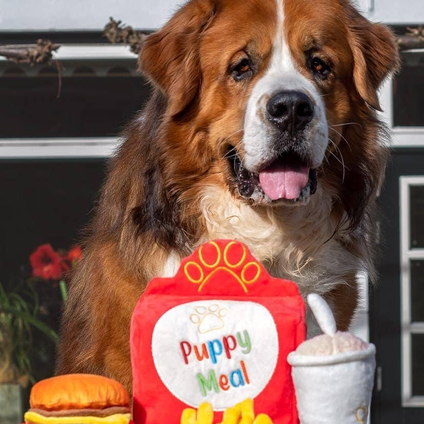 Saint-bernard souriant derrière la boîte de frites et le milkshake