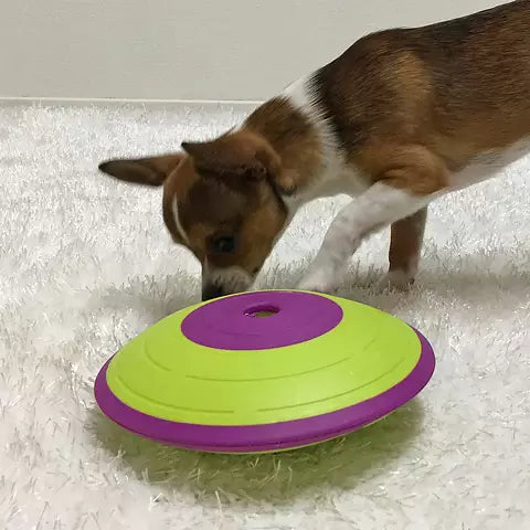 Chien tricolore poussant la soucoupe verte sur un tapis