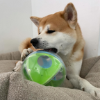 Shiba mordillant la boule verte sur un coussin