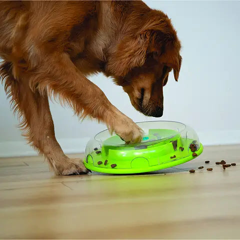 Golden retriever cherchant les croquettes tombées du plateau vert