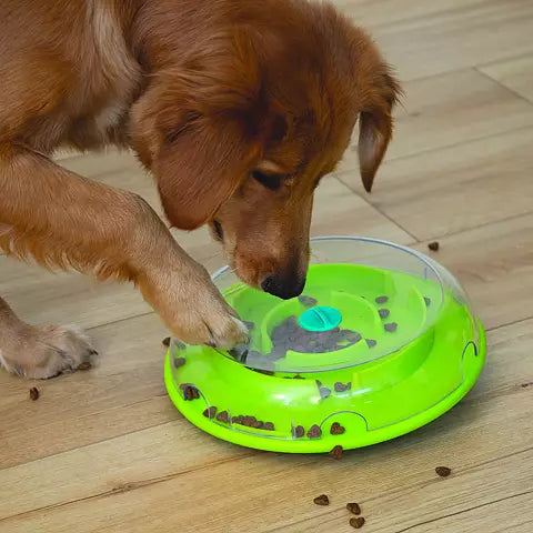 Chien roux faisant osciller le disque vert sur parquet