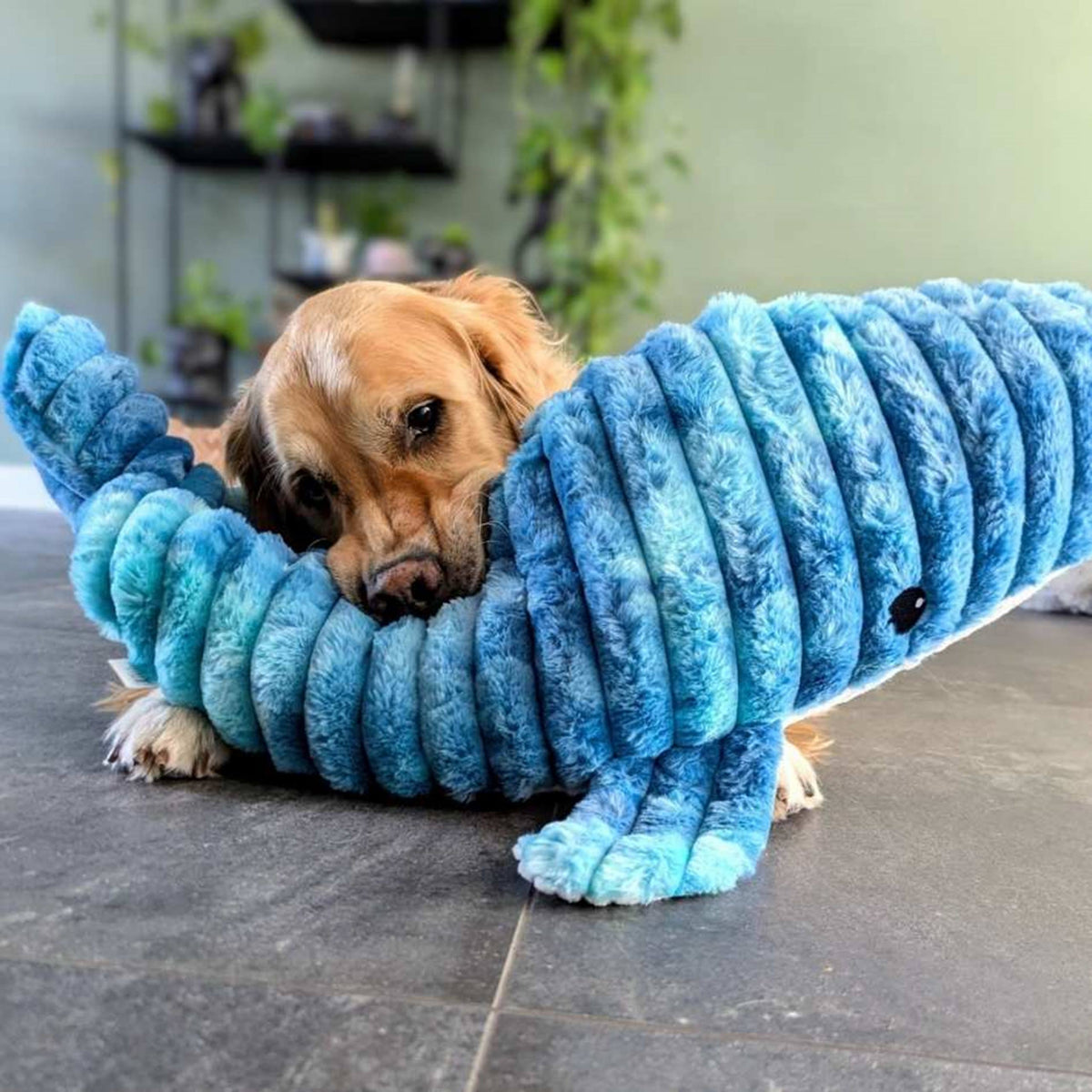 Golden retriever blotti contre la baleine bleue sur le carrelage