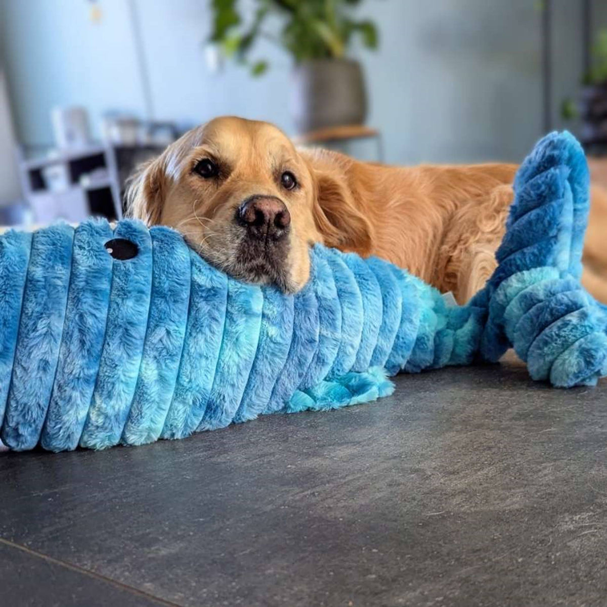 Golden retriever allongé la tête posée sur la baleine bleue