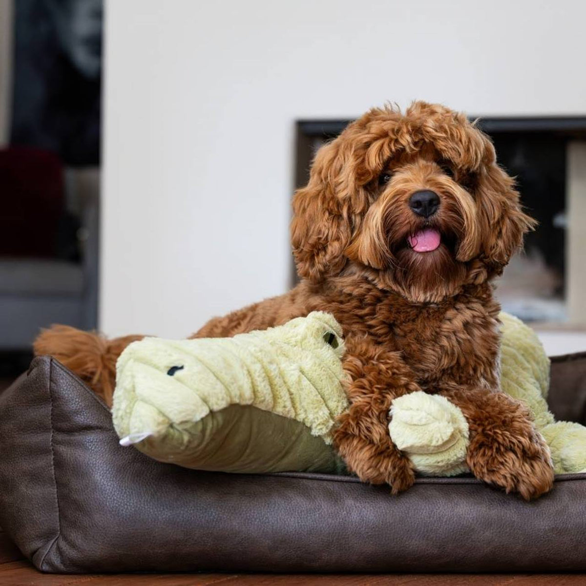 Chien brun frisé couché sur le crocodile vert dans son panier