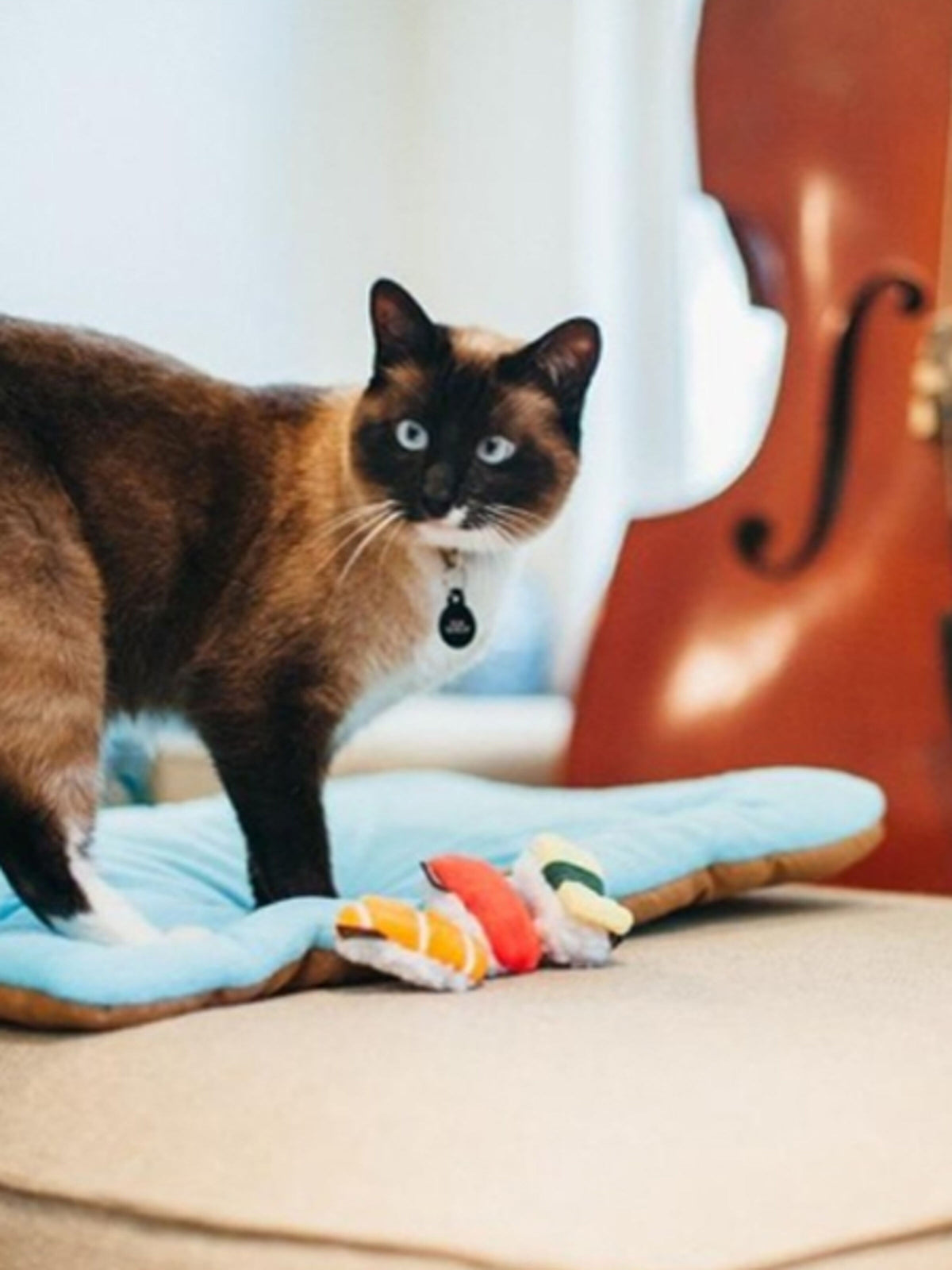 Chat siamois debout près des sushis sur un coussin bleu