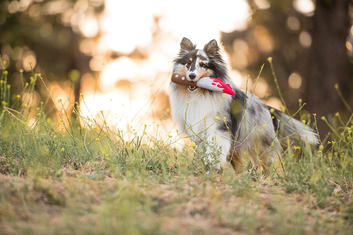 Chien bicolore dans les herbes au coucher du soleil avec le jouet