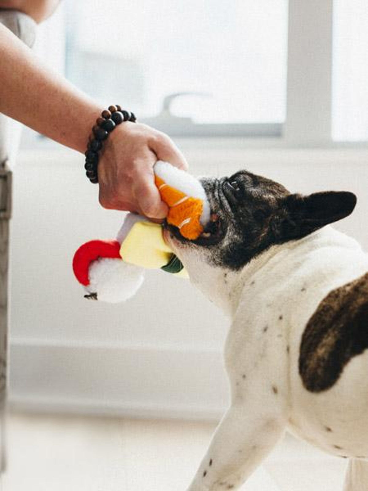 Bouledogue français tirant sur le sushi tenu par une main