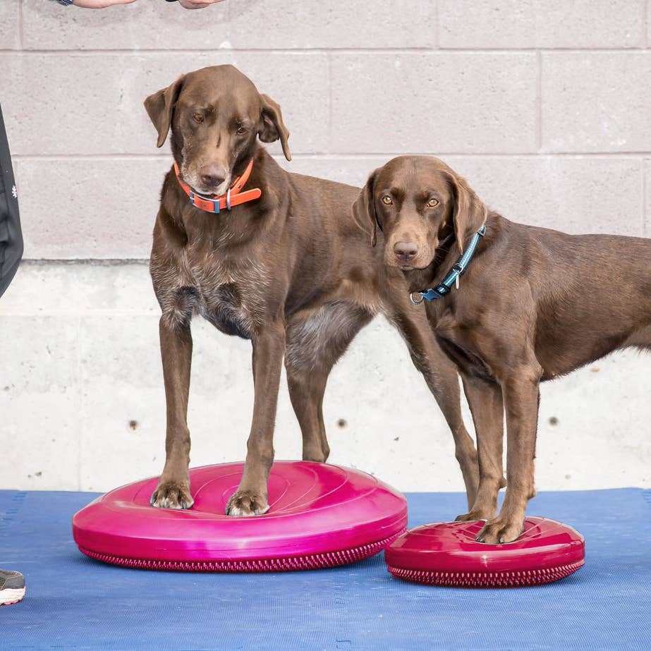 Deux labradors chocolat debout sur des disques framboise