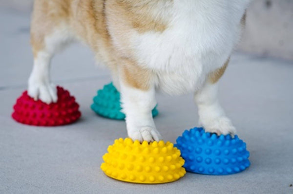 FitPAWS Paw Pods – Plateforme antidérapante d’équilibre pour chiens (Lot de 4) — PRÉCOMMANDE
