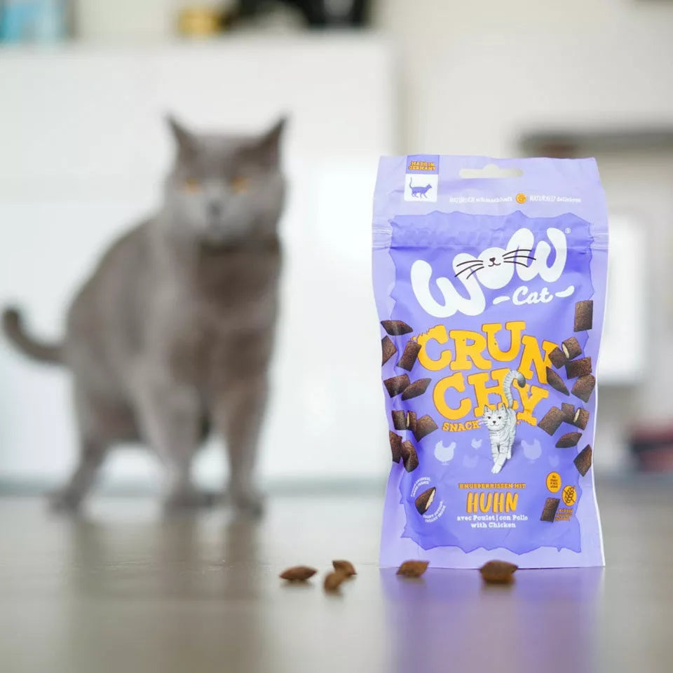 Chat gris qui approche des friandises tombées devant le sachet