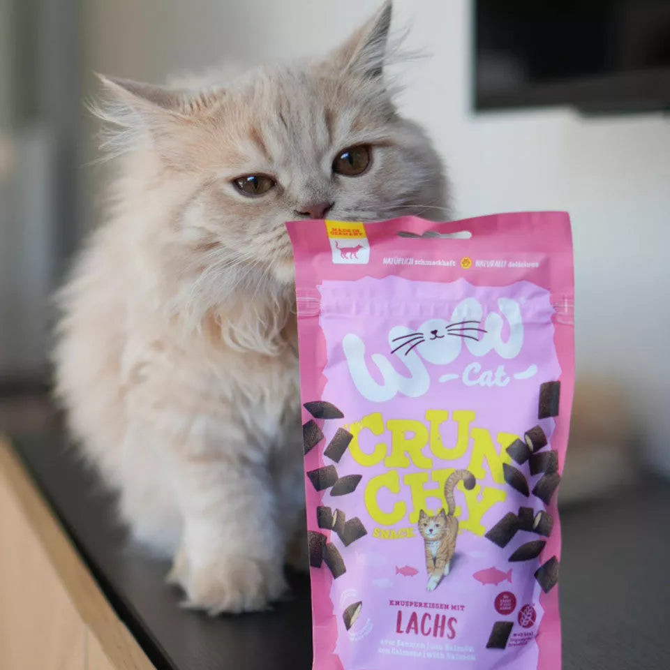 Chat angora beige qui renifle le sachet Crunchy rose