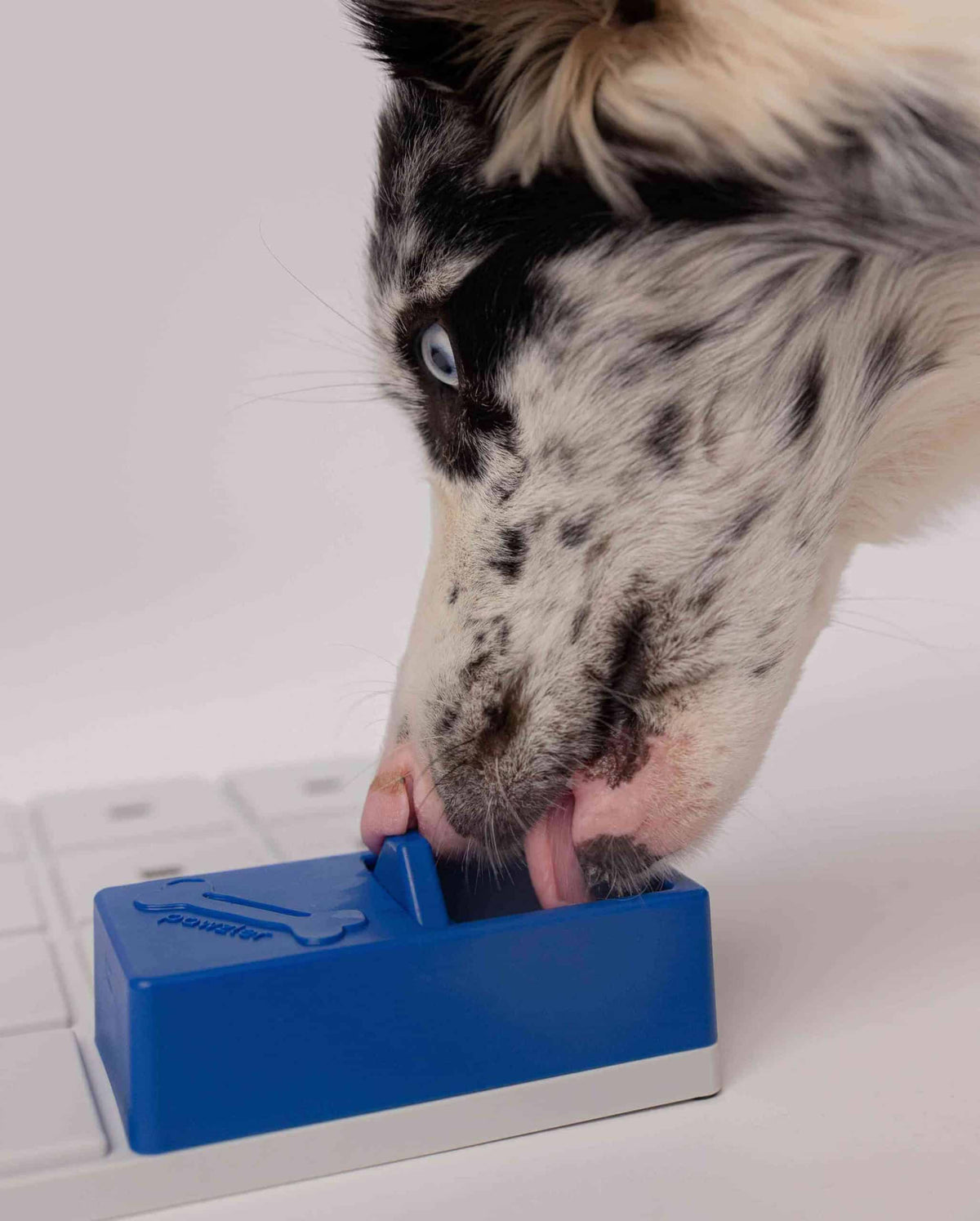 Chien moucheté cherchant la récompense dans le module bleu