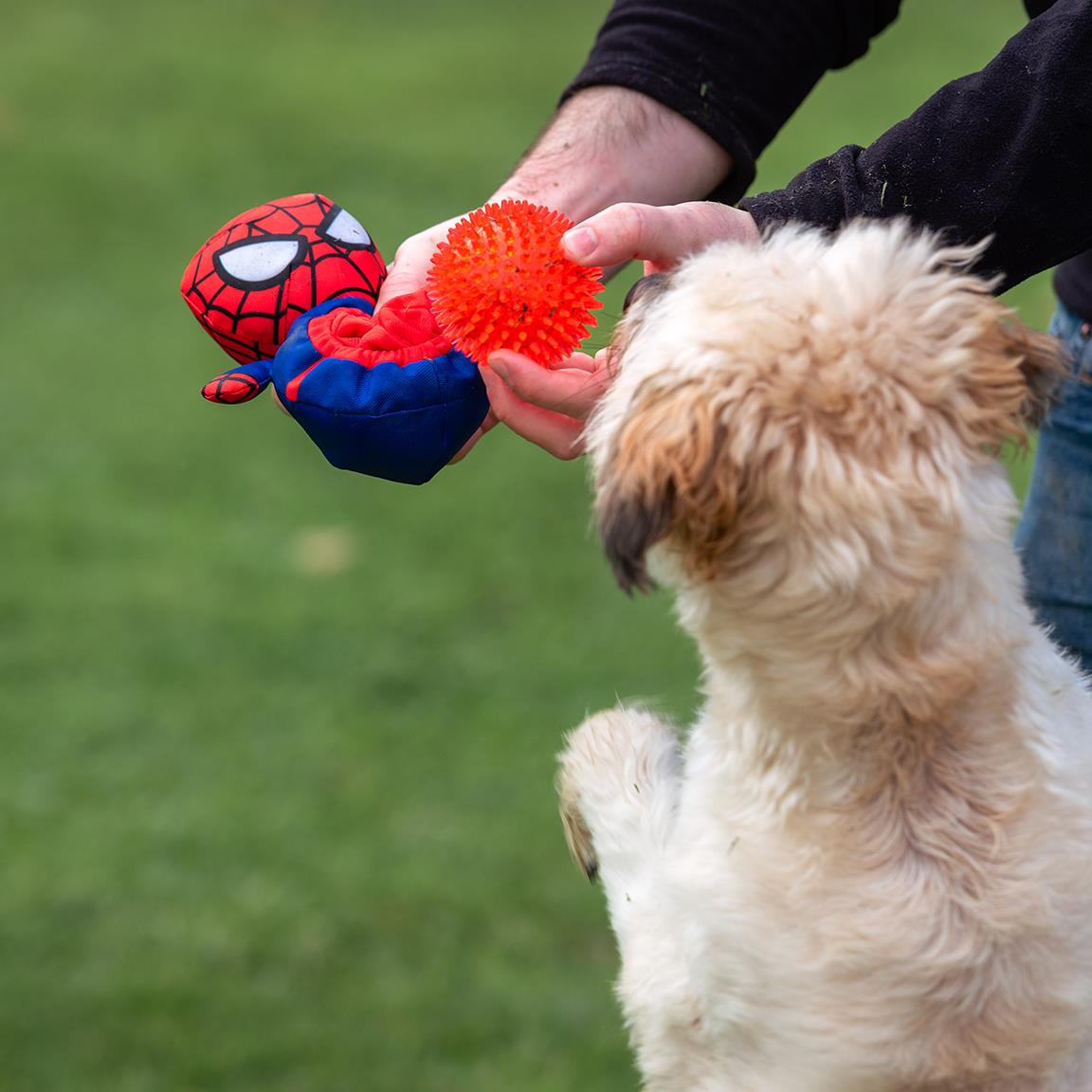 Chien blanc attrapant la peluche tendue par son maître dehors