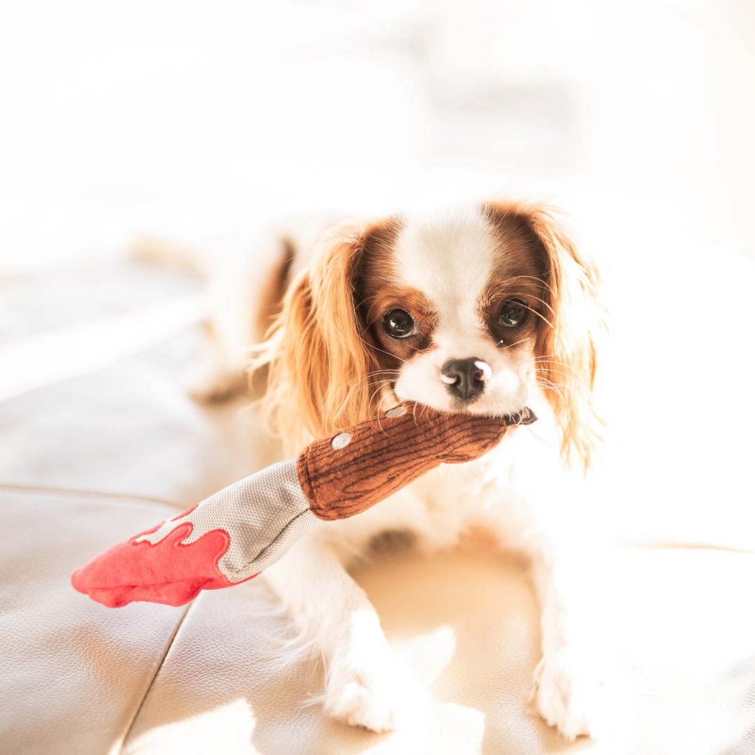 Cavalier King Charles tenant la lame ensanglantée dans la gueule