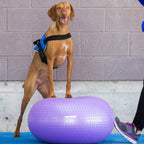 Balle d'équilibre pour chien TRAX Donut – FitPAWS