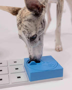 Chien tacheté fouinant dans le module bleu posé sur la base