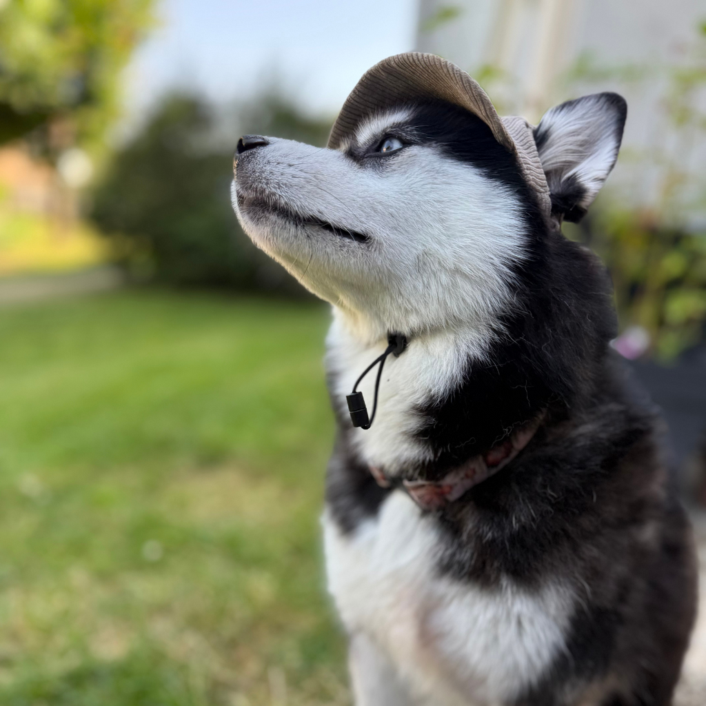 Husky portant la casquette beige dans un jardin