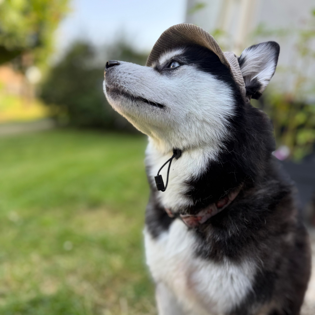Husky portant la casquette beige dans un jardin