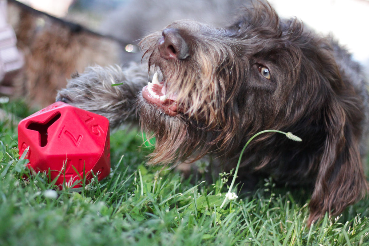 Chien frisé mâchonnant le dé rouge dans l'herbe