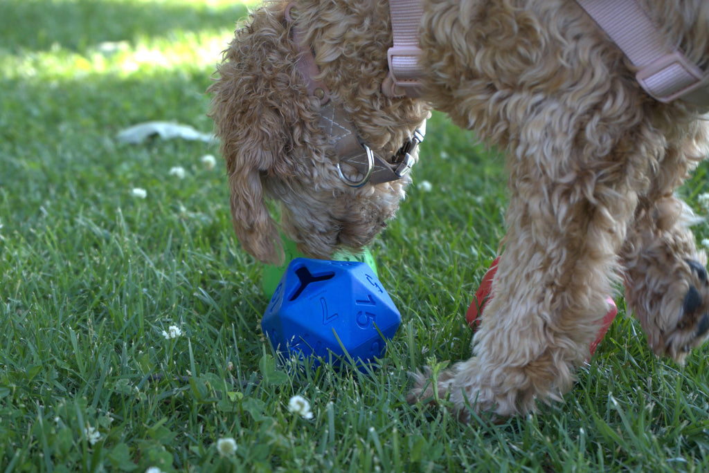 Chien beige reniflant le dé bleu sur la pelouse