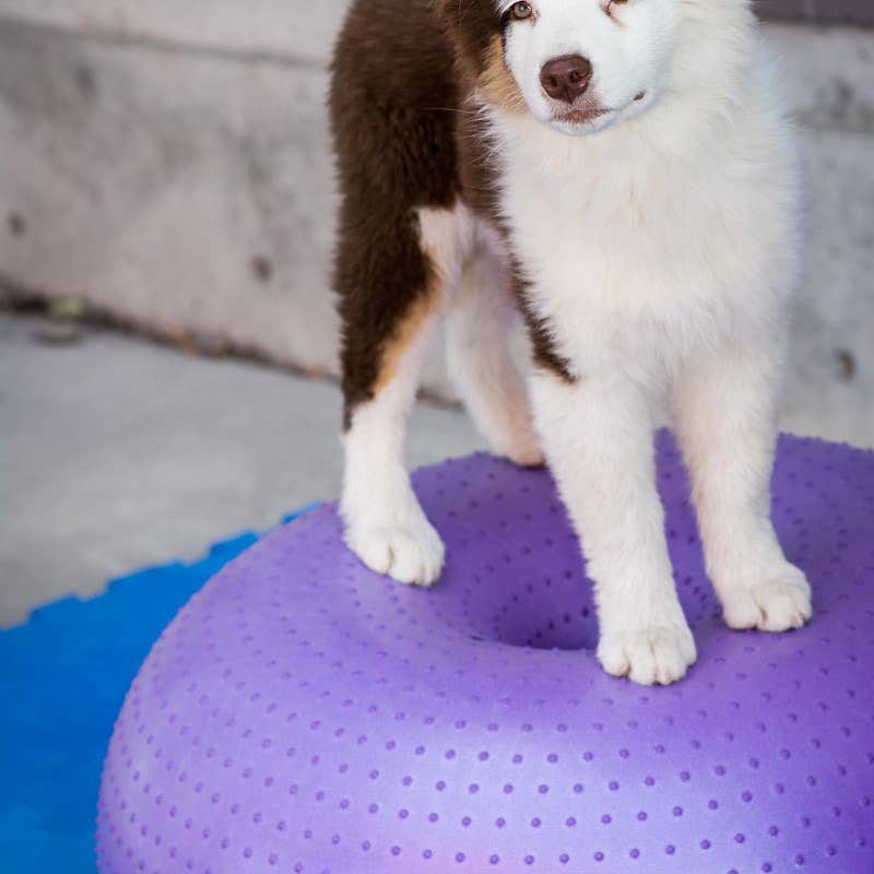 Balle d'équilibre pour chien TRAX Donut – FitPAWS