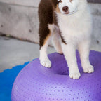 Balle d'équilibre pour chien TRAX Donut – FitPAWS