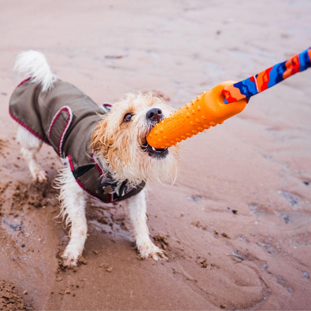 Petit chien en manteau tirant le bâton orange à la plage