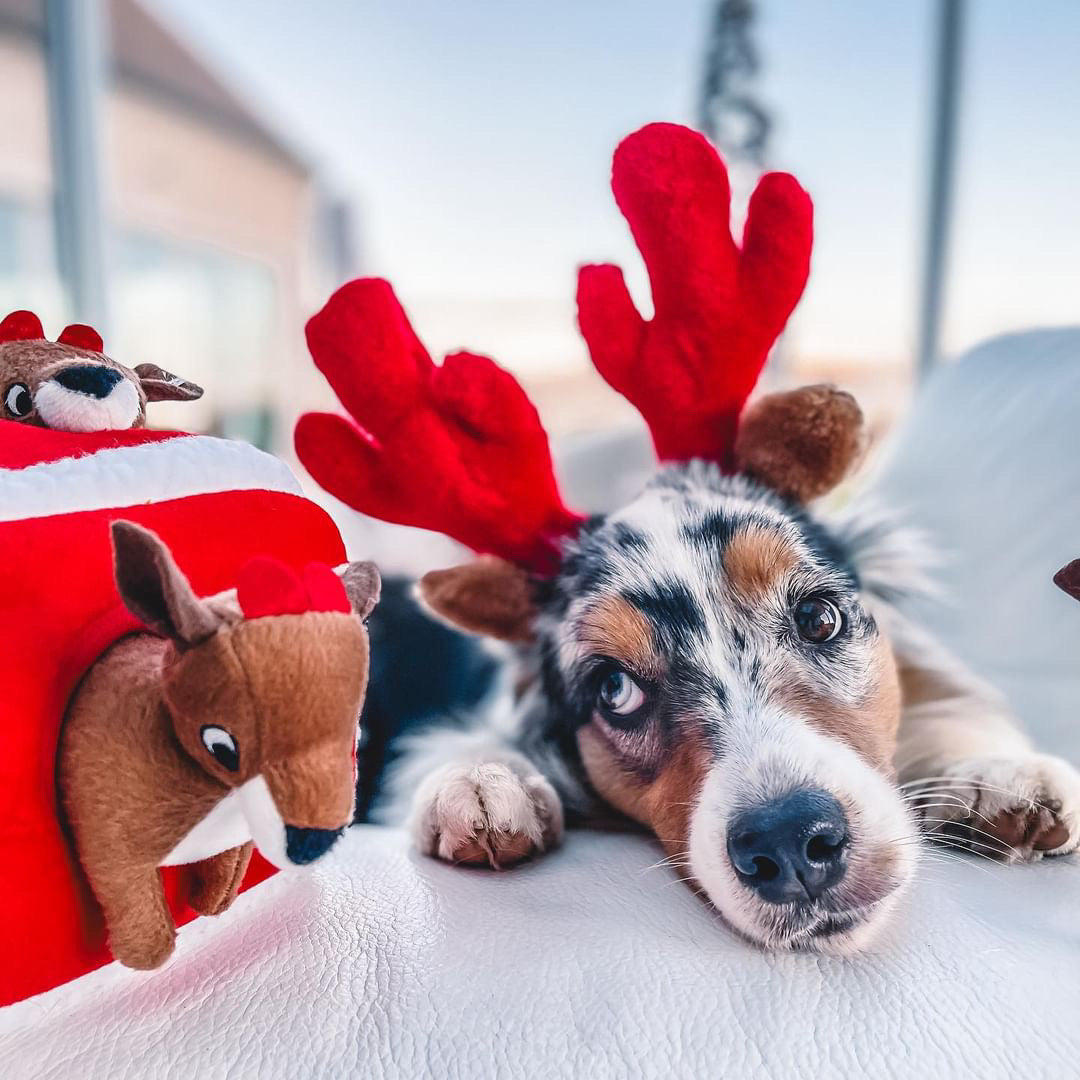 Chien bleu merle avec serre-tête bois de renne près des peluches
