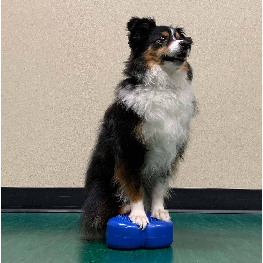 Chien tricolore debout sur un os bleu