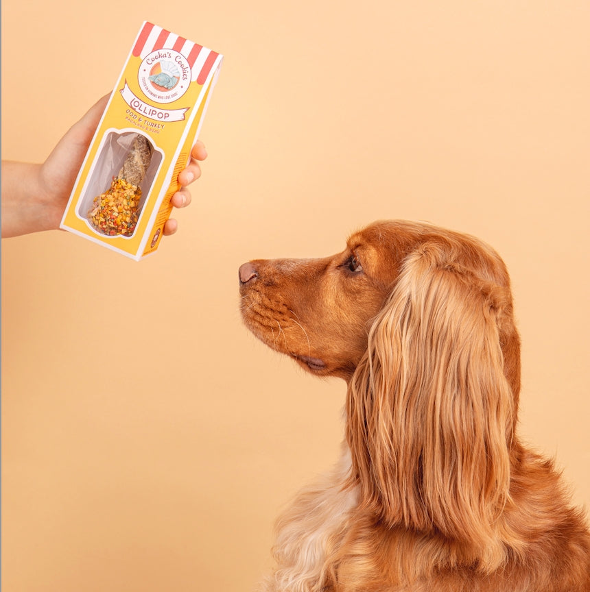 Cocker roux regardant le sachet tendu sur fond pêche