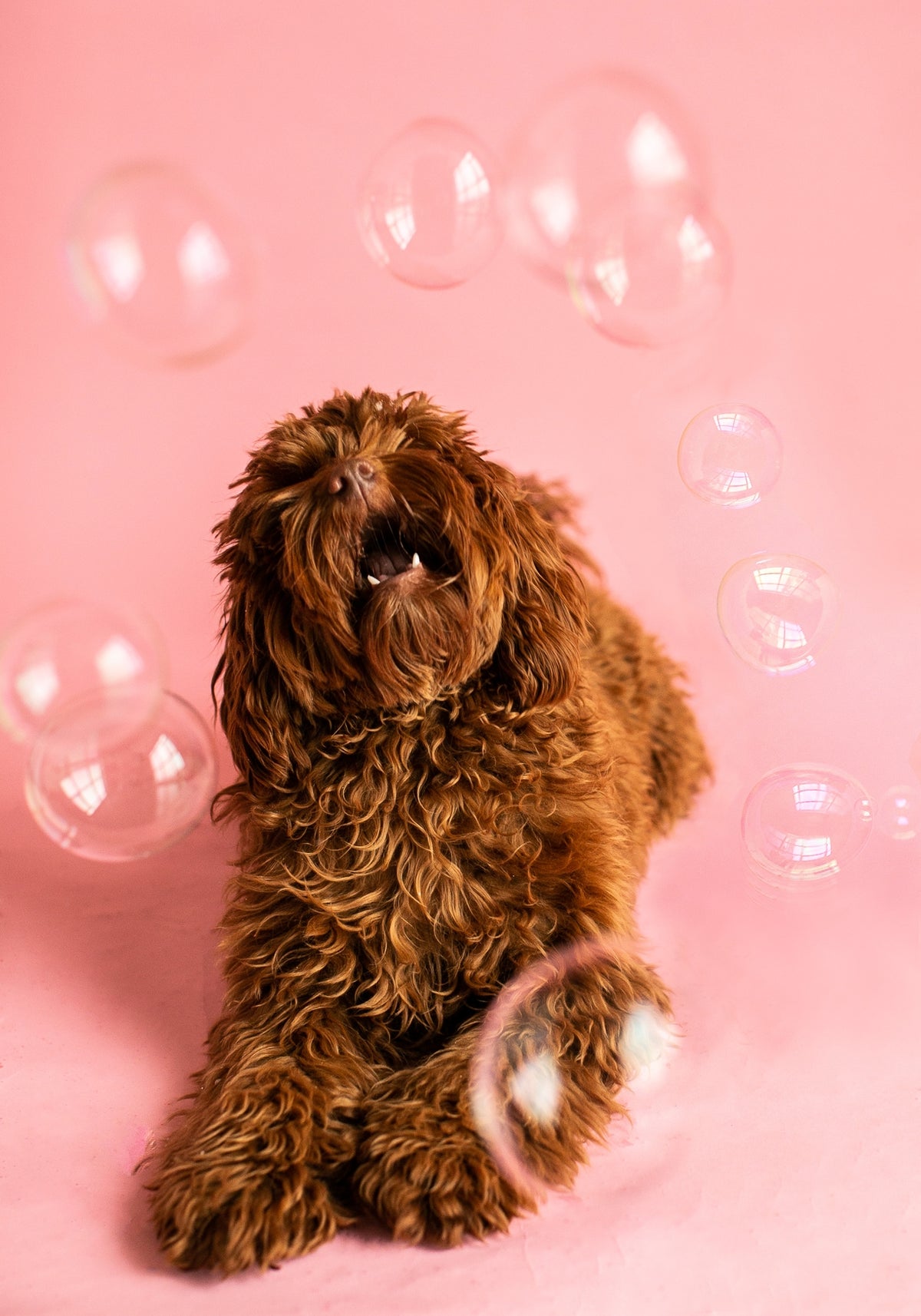 Caniche brun assis parmi des bulles sur fond rose
