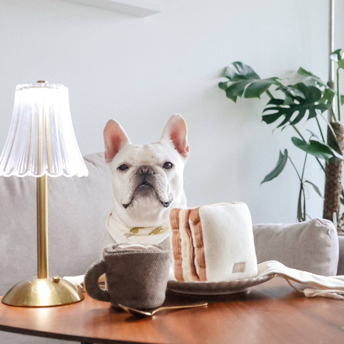Bouledogue sur un canapé derrière le sandwich et la tasse