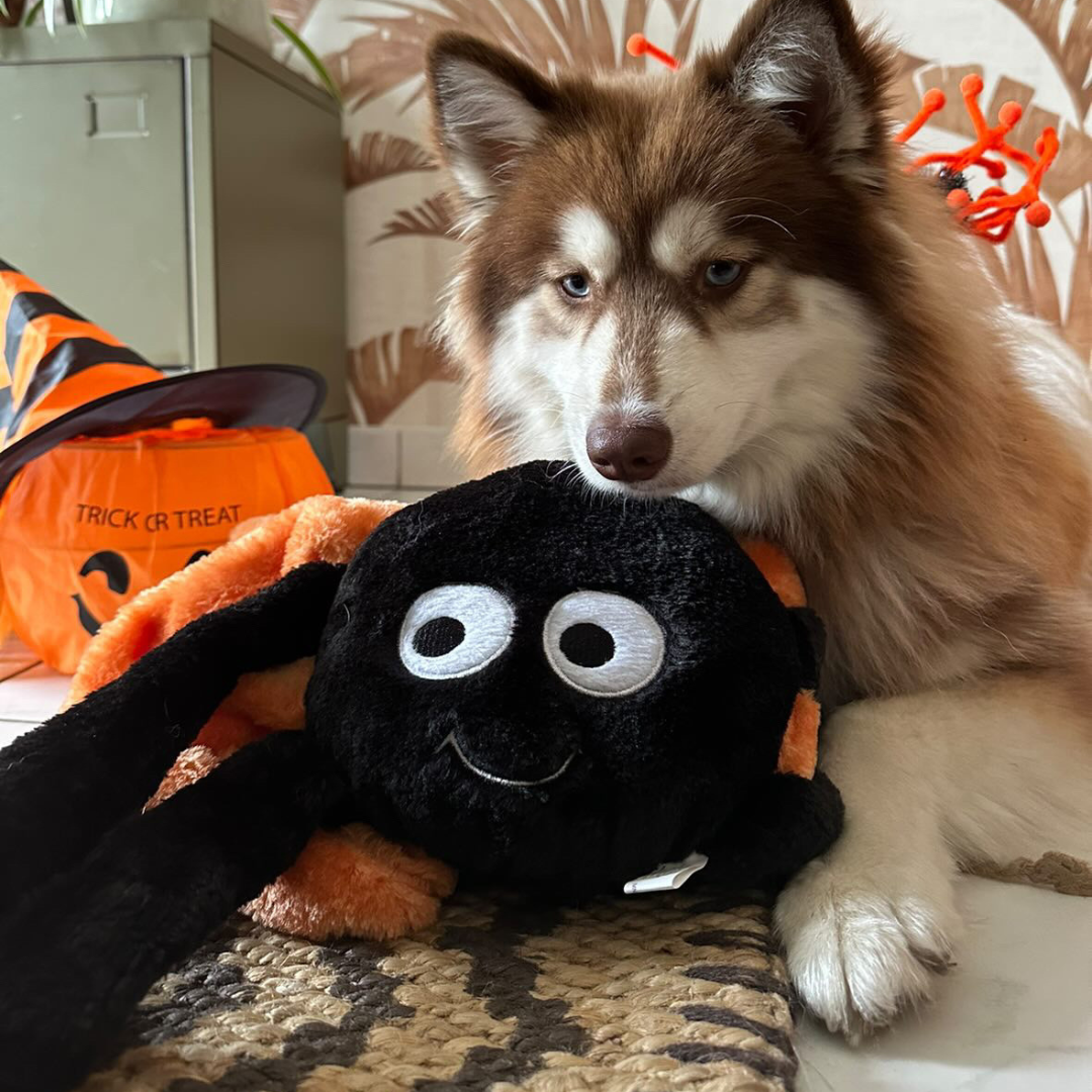 Husky roux couché contre l'araignée géante noire et orange