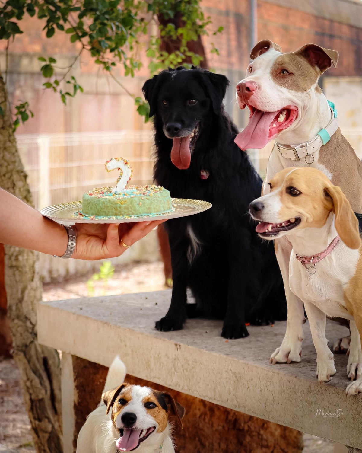Chiens attendant devant un gâteau d'anniversaire présenté à la main