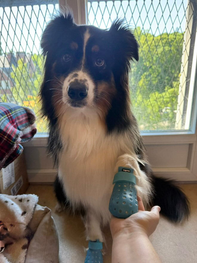 Chien noir et feu assis avec ses bottines