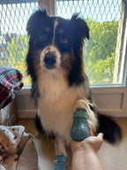 Chien noir et feu assis avec ses bottines
