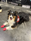PRÉCOMMANDE- WagWellies® Mojave – chaussures d’été pour chien