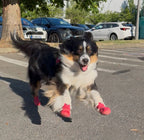 Chien tricolore chaussé de bottines rouges sur le trottoir