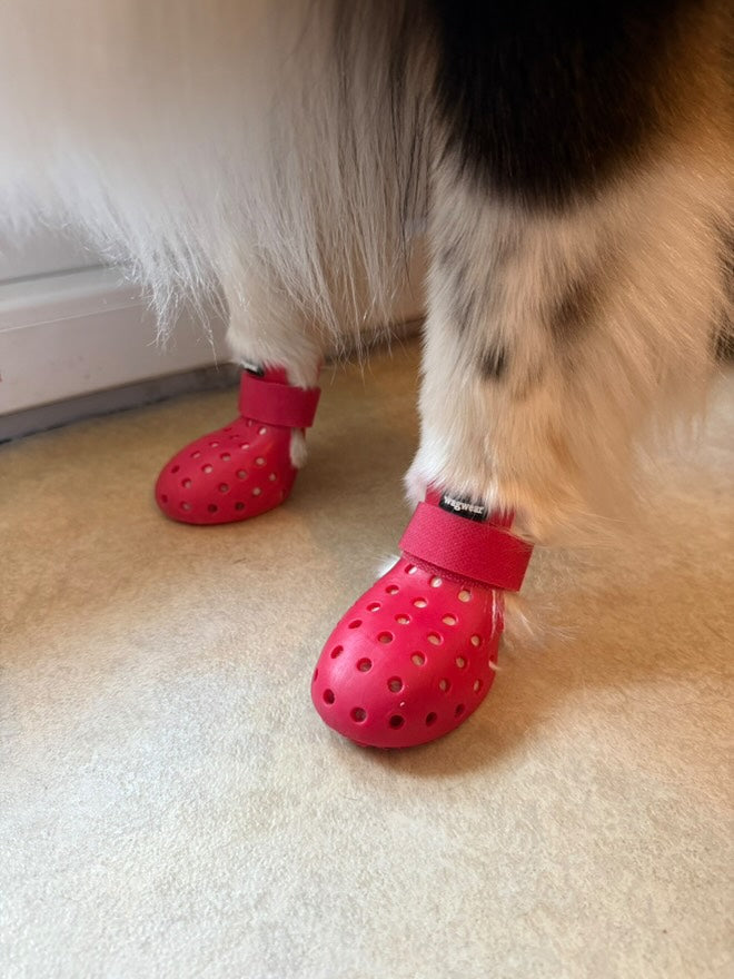 Pattes chaussées de bottines rouges sur le parquet