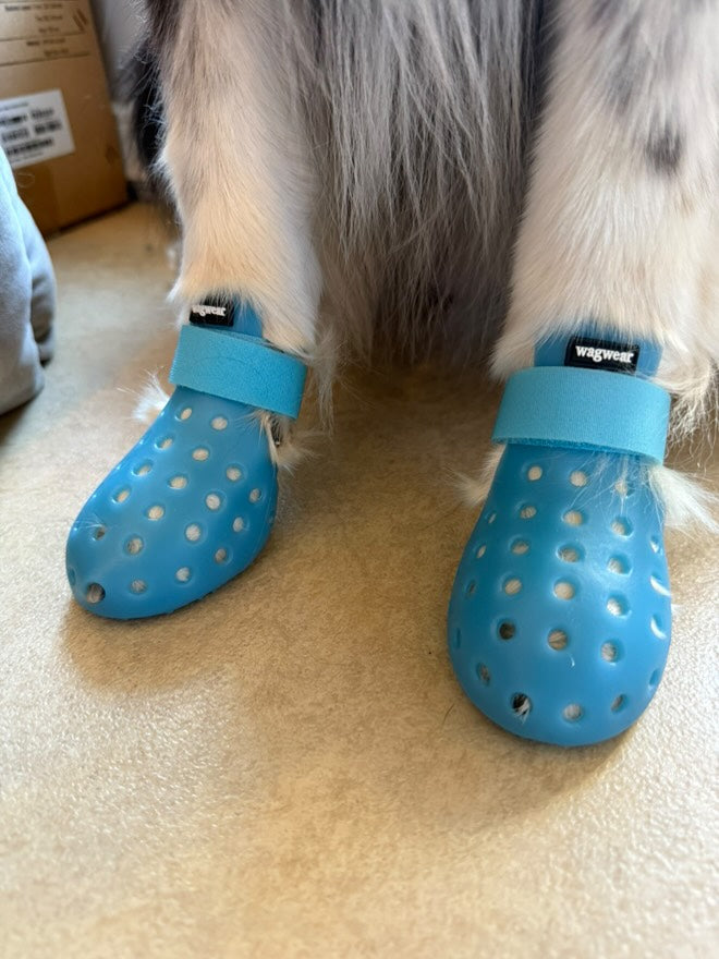 Gros plan sur des pattes chaussées de bottines bleues