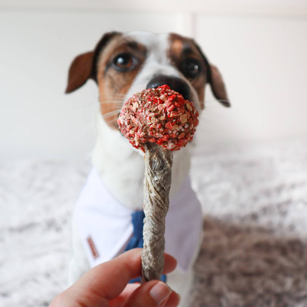 Jack russell mordillant une sucette rose saupoudrée