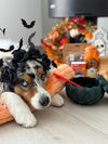 Gamelle Citrouille pour chien – Anti-glouton, jouet à garnir & tapis de léchage