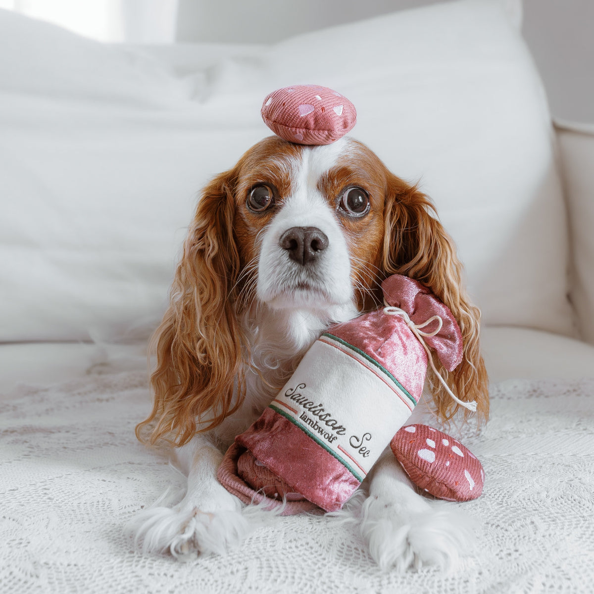 Cavalier King Charles avec une rondelle rose sur la tête
