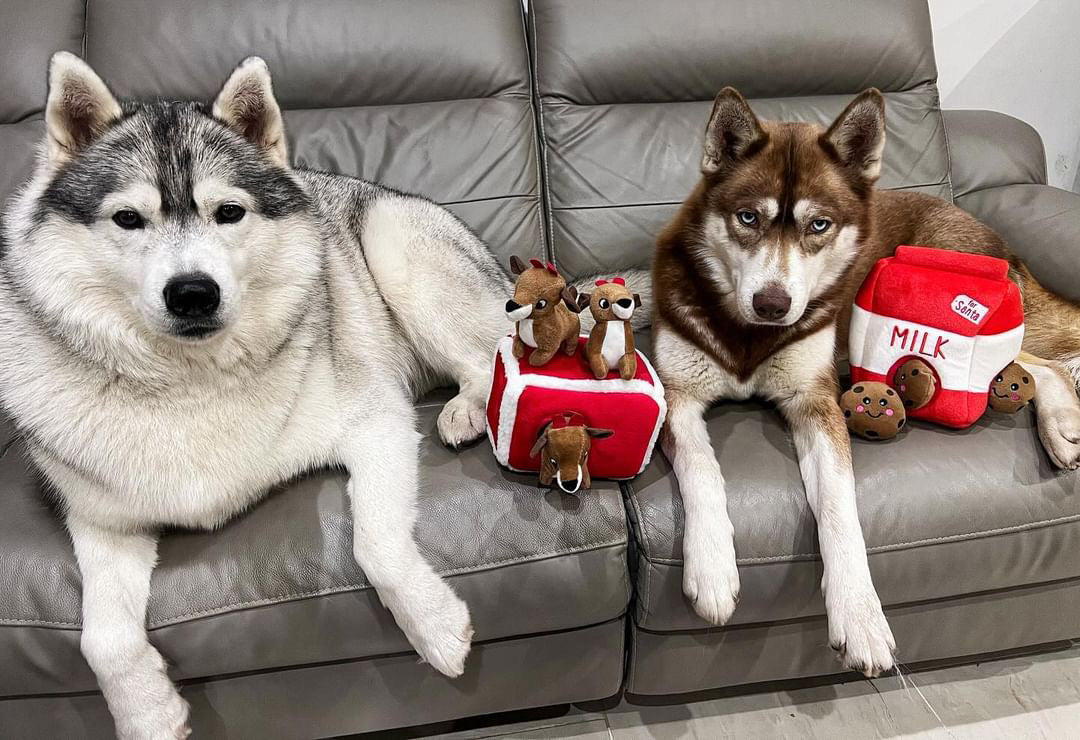 Deux huskies sur un canapé avec la brique et ses cookies