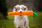 Berger australien tenant la carotte orange dans l'herbe