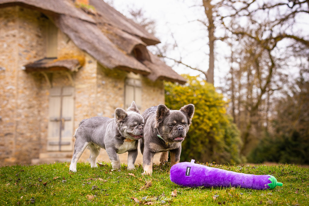 Deux bouledogues français dans l'herbe avec l'aubergine géante