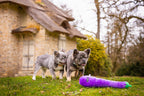 Deux bouledogues français dans l'herbe avec l'aubergine géante